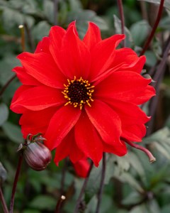 Dahlia Bishop of Llandaff1